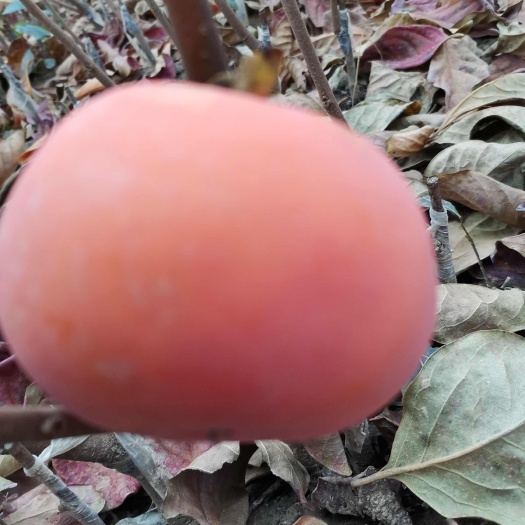 绛县优新阳丰二代甜柿子苗
