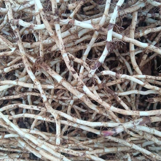 威宁县新鲜优质半夏鱼腥草 折耳根 现挖现发 产地直发