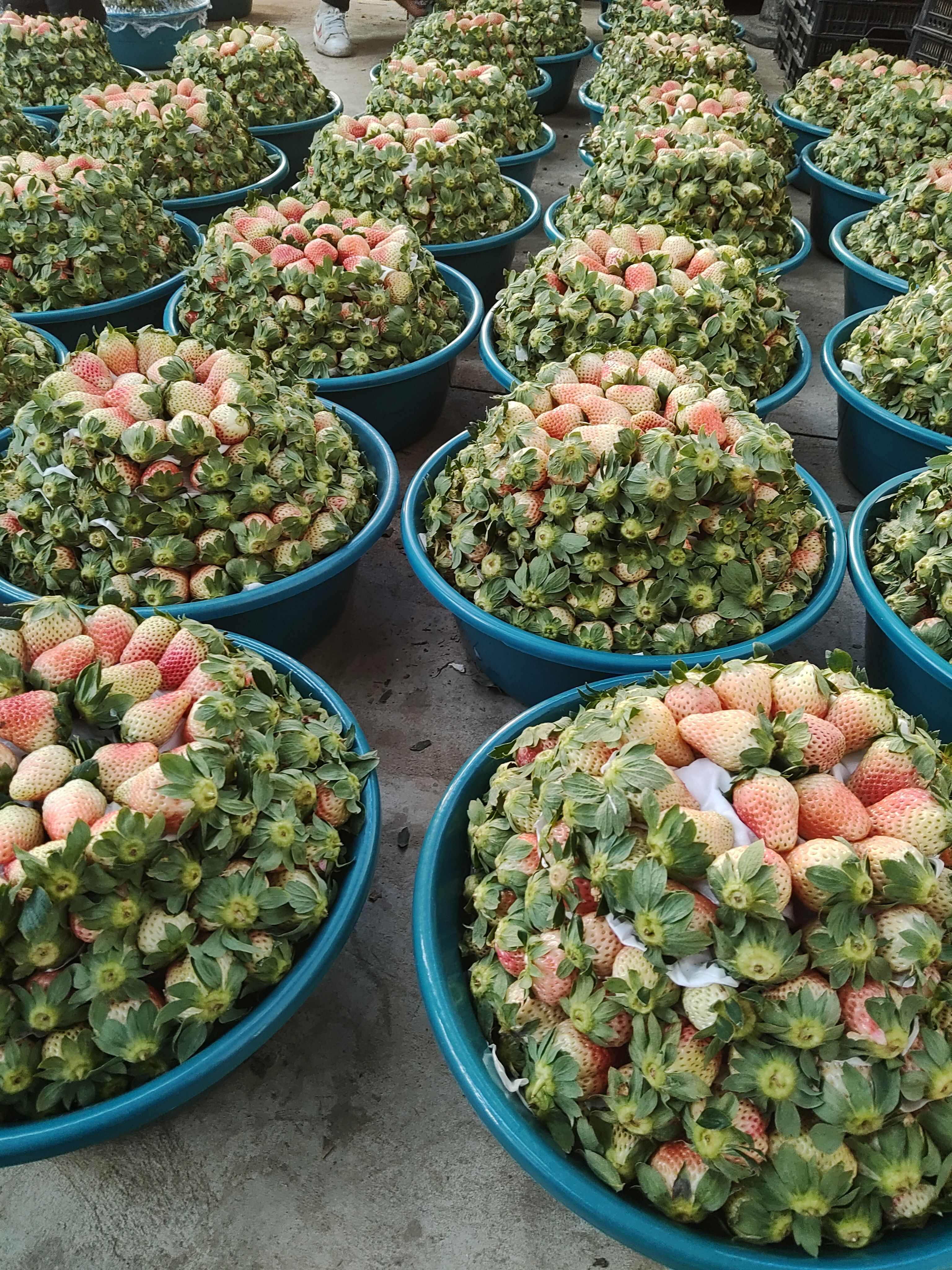 大凉山露天草莓