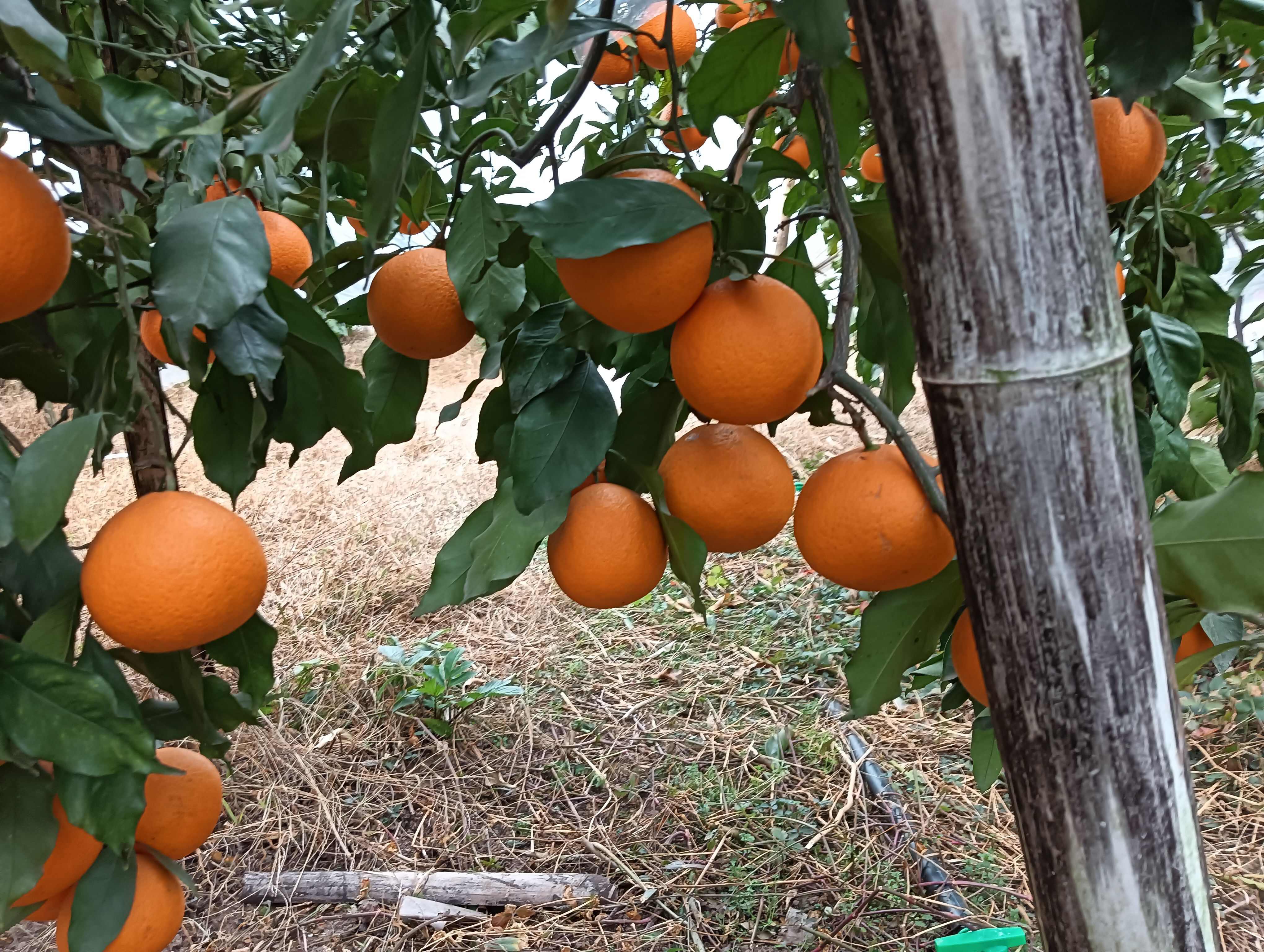 青见果冻橙