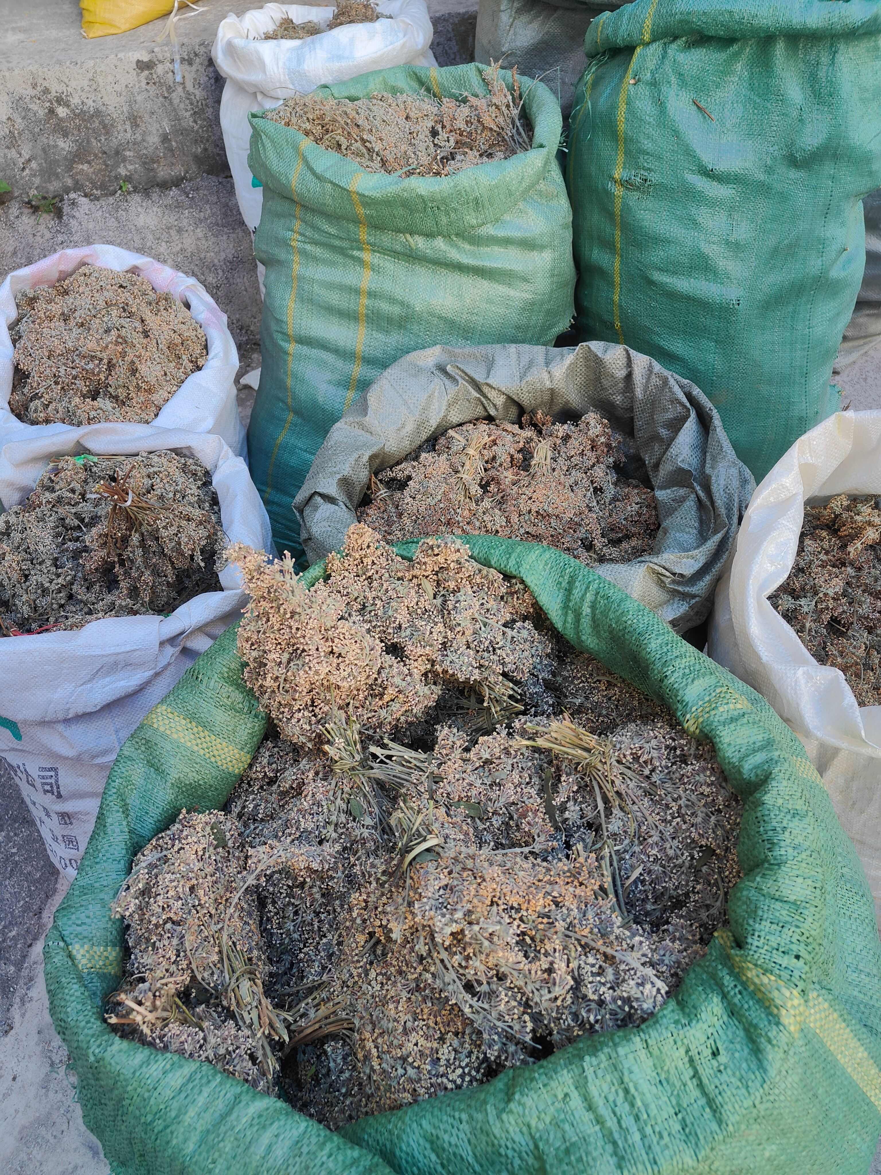 云南普洱密蒙花染饭花干货_带杆