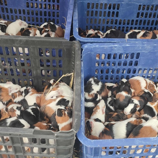 开封豚鼠，荷兰猪，荷兰鼠养殖场直接供货