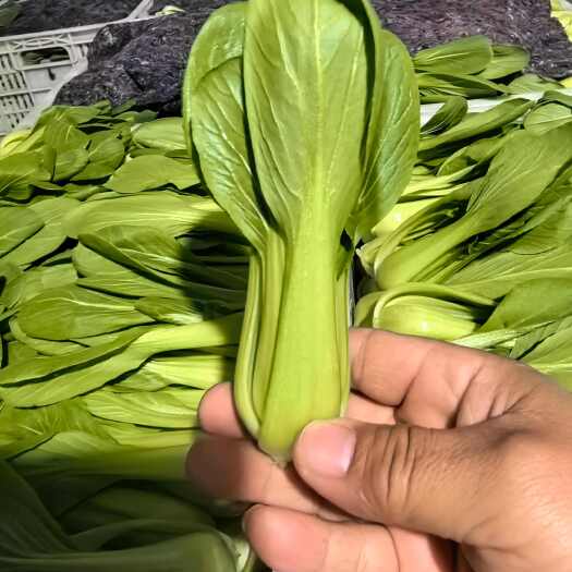 曹县上海青，小油菜