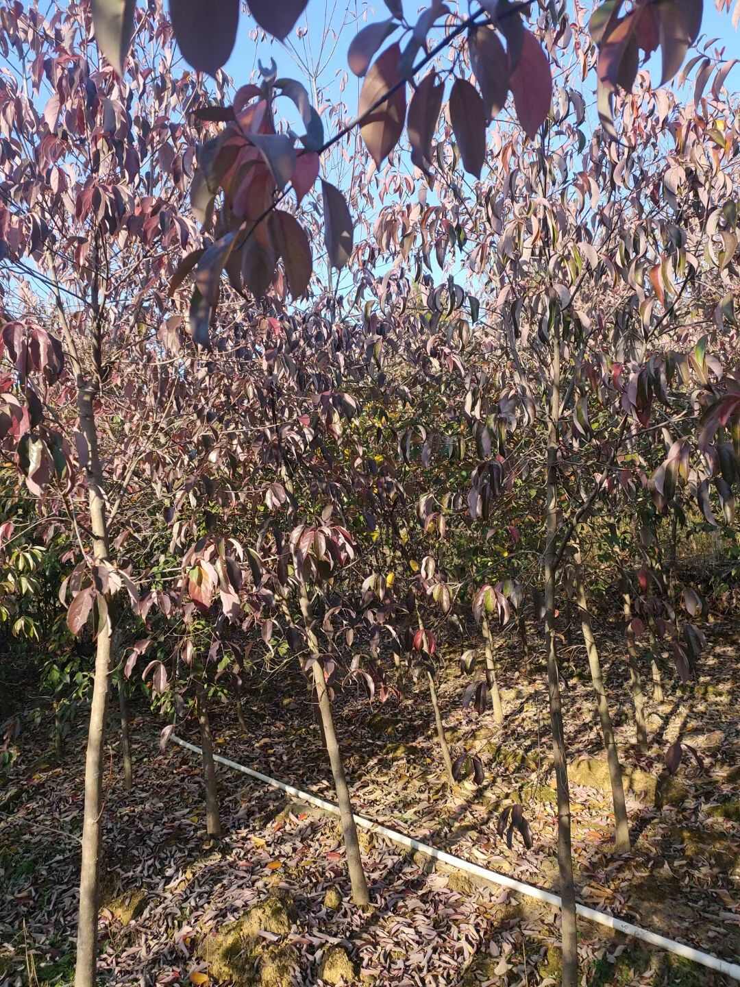 果用四照花果苗  石枣苗
