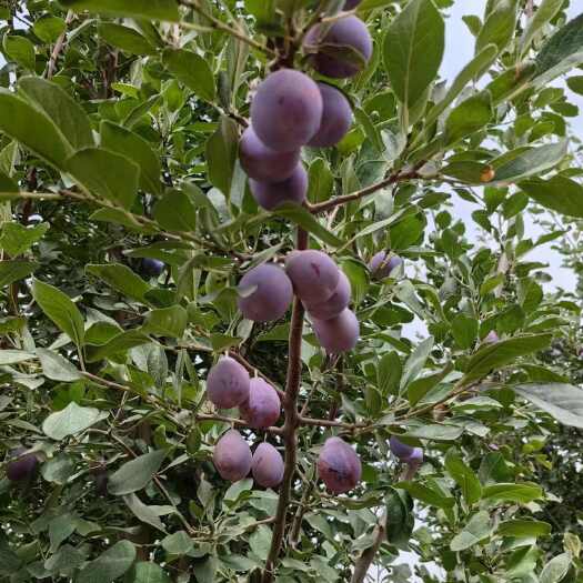 新疆法兰西西梅苗3-5年大量有货新疆西梅苗