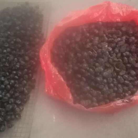 钦州屎壳郎干货