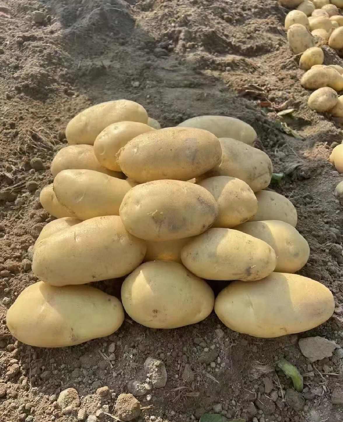 惠东黄皮黄肉新土豆，产地直发，欢迎全国各地客商进行采购