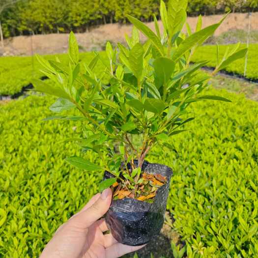 漳州毛杜鹃高度20到30厘米大杯小杯基地现货