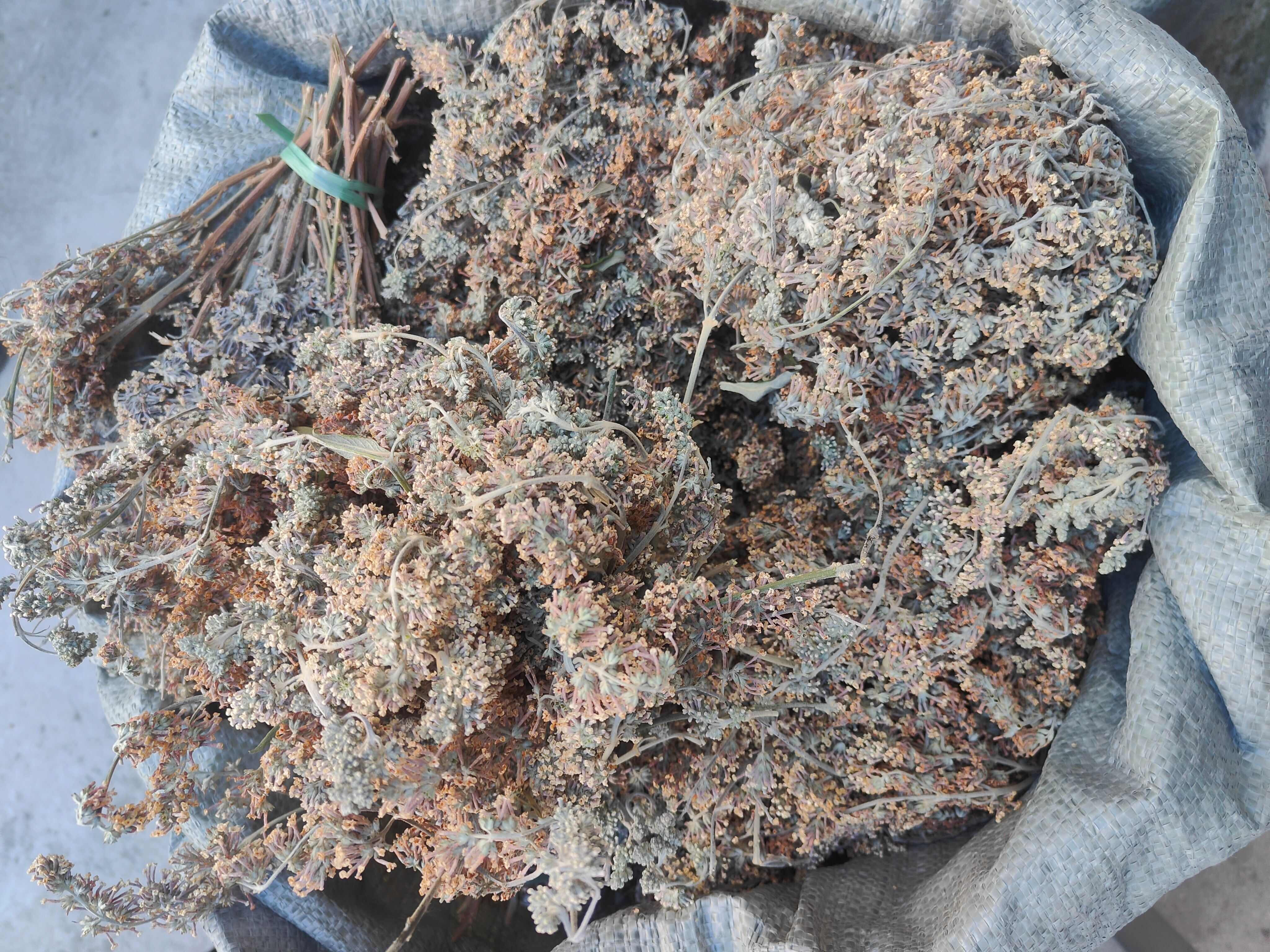 云南普洱密蒙花染饭花干货_带杆