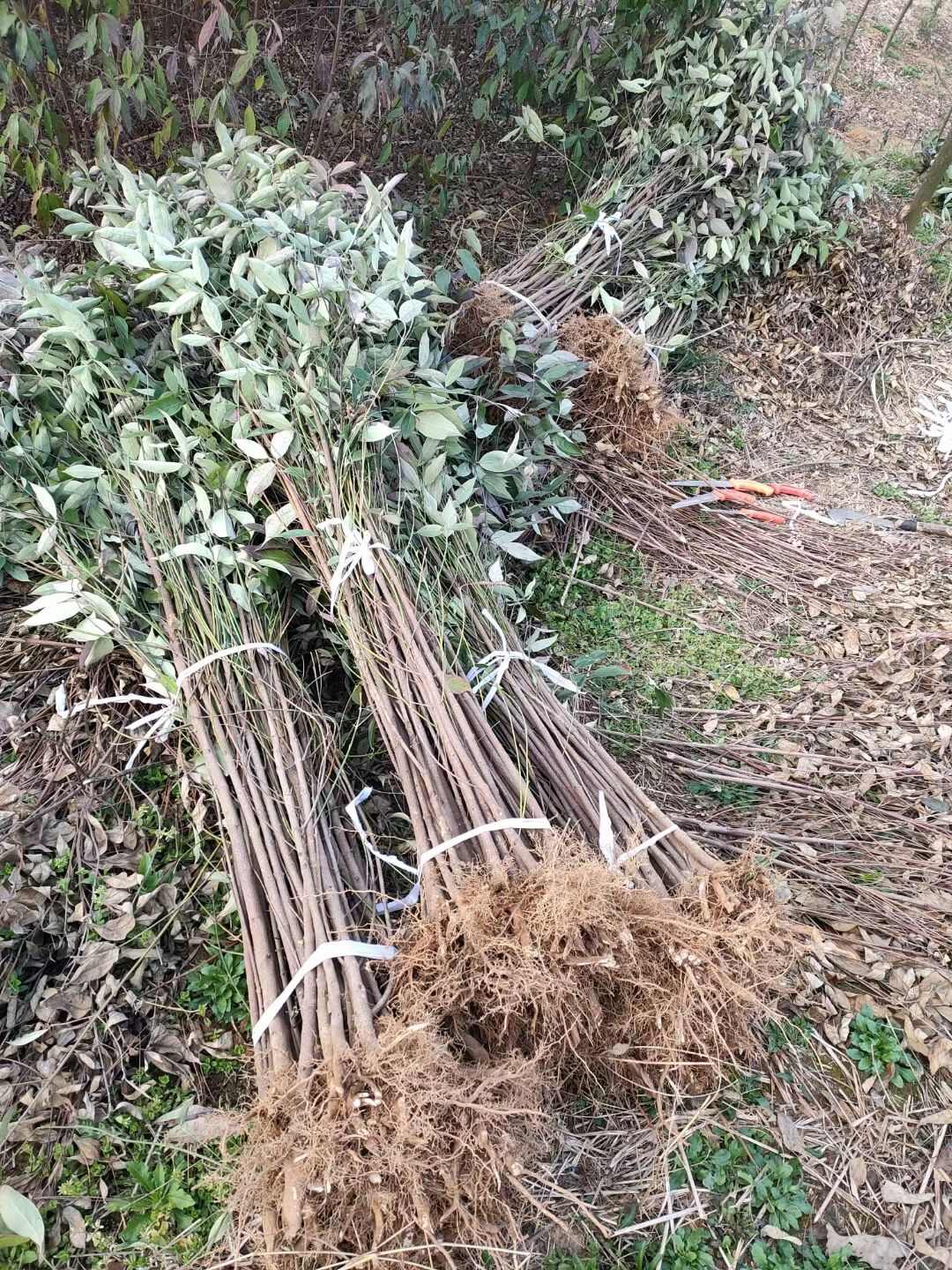 果用四照花果苗  石枣苗