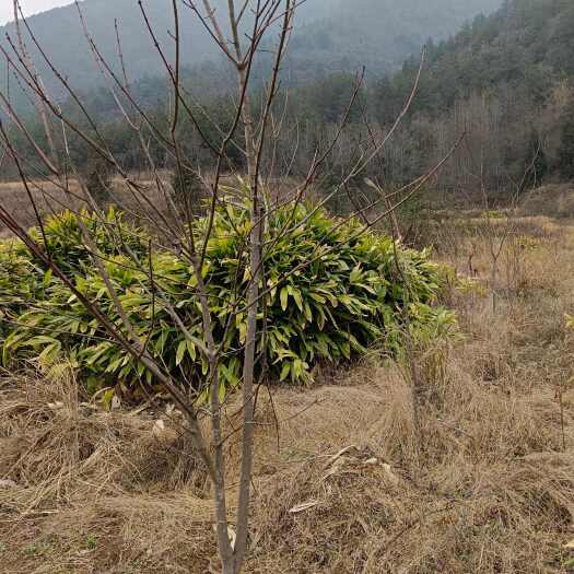 桑植县红枫，美国红枫，枫树，槭树，红枫树苗