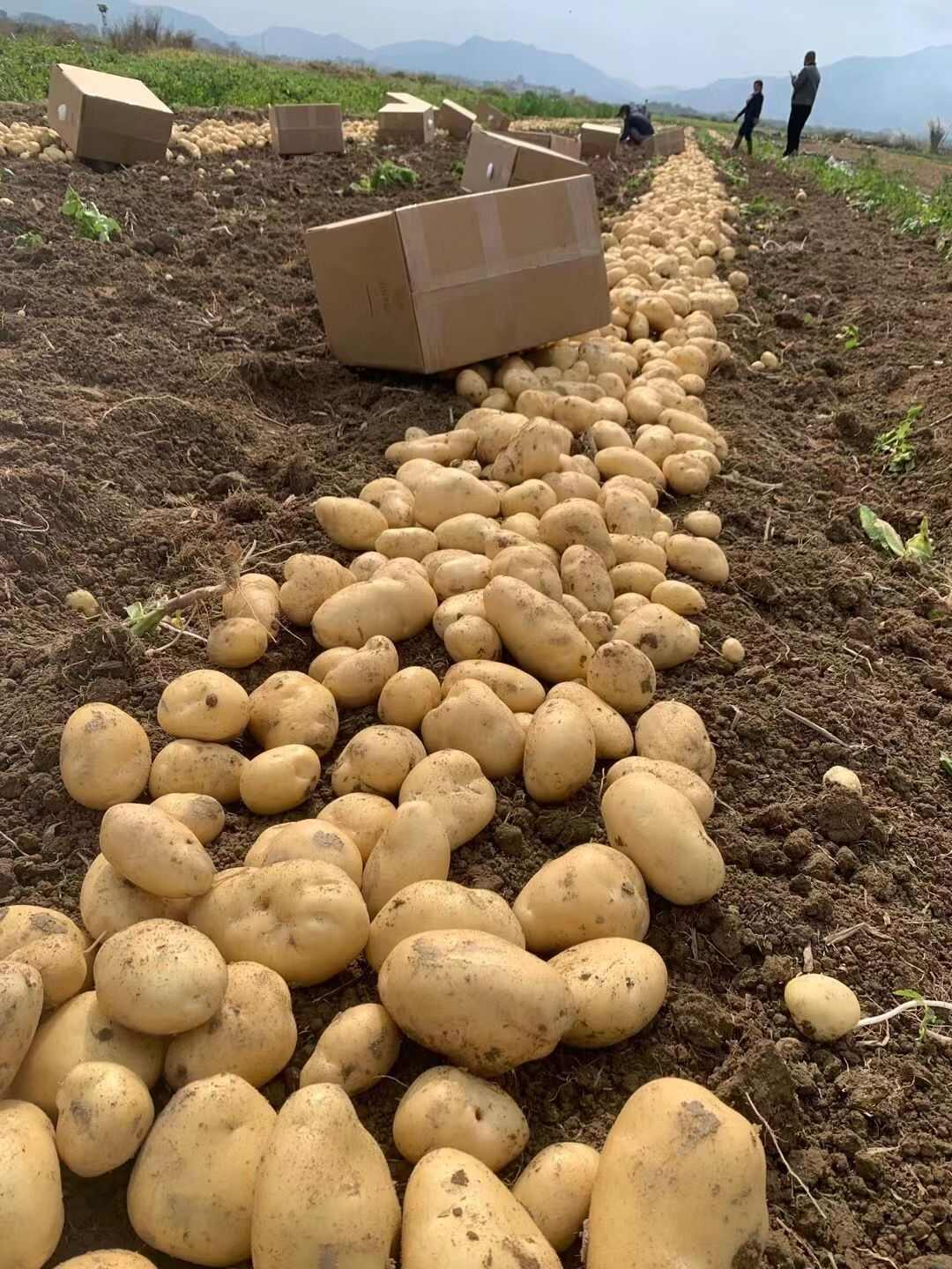 惠东黄皮黄肉新土豆，产地直发，欢迎全国各地客商进行采购