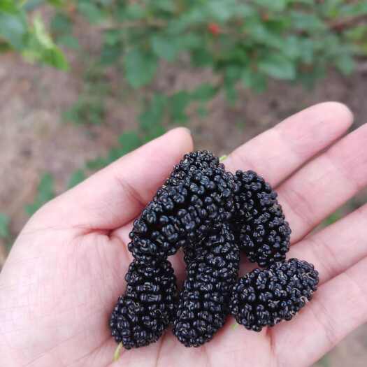 揭阳广东汕头 桑葚果 桑葚批发 桑葚代办代发