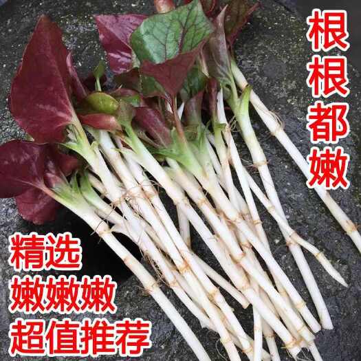 当阳市折耳根辣椒酱、麻辣贡菜
