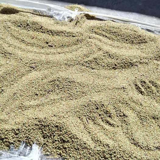 广州含羞草种子药用品种