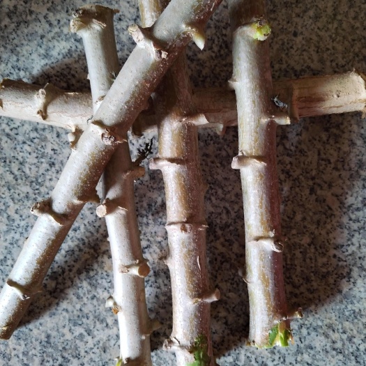 广西黄木薯苗
