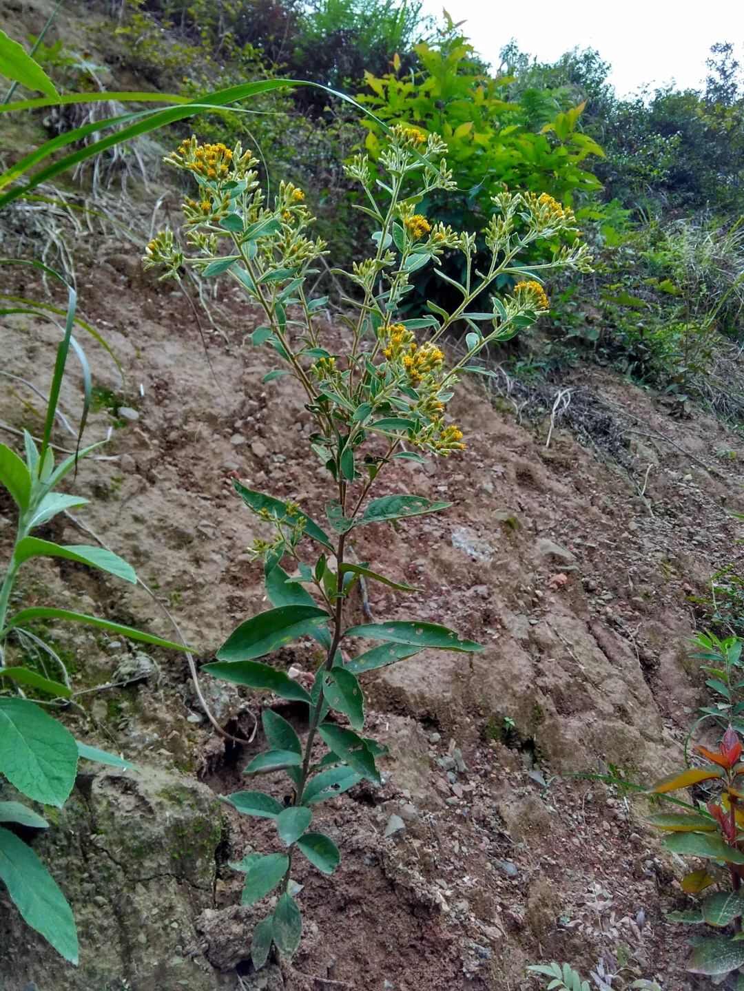 羊儿菊 白面风山白芷货长自贵州高原全干货整株全棵全草