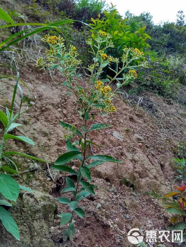 羊儿菊 白面风山白芷货长自贵州高原全干货整株全棵全草