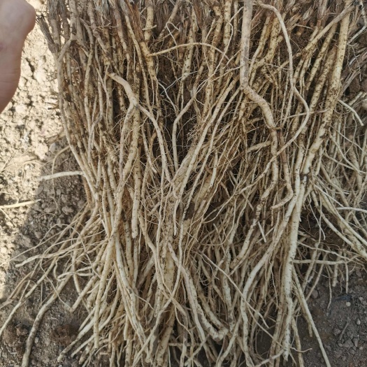 陇西县甘肃关防风
