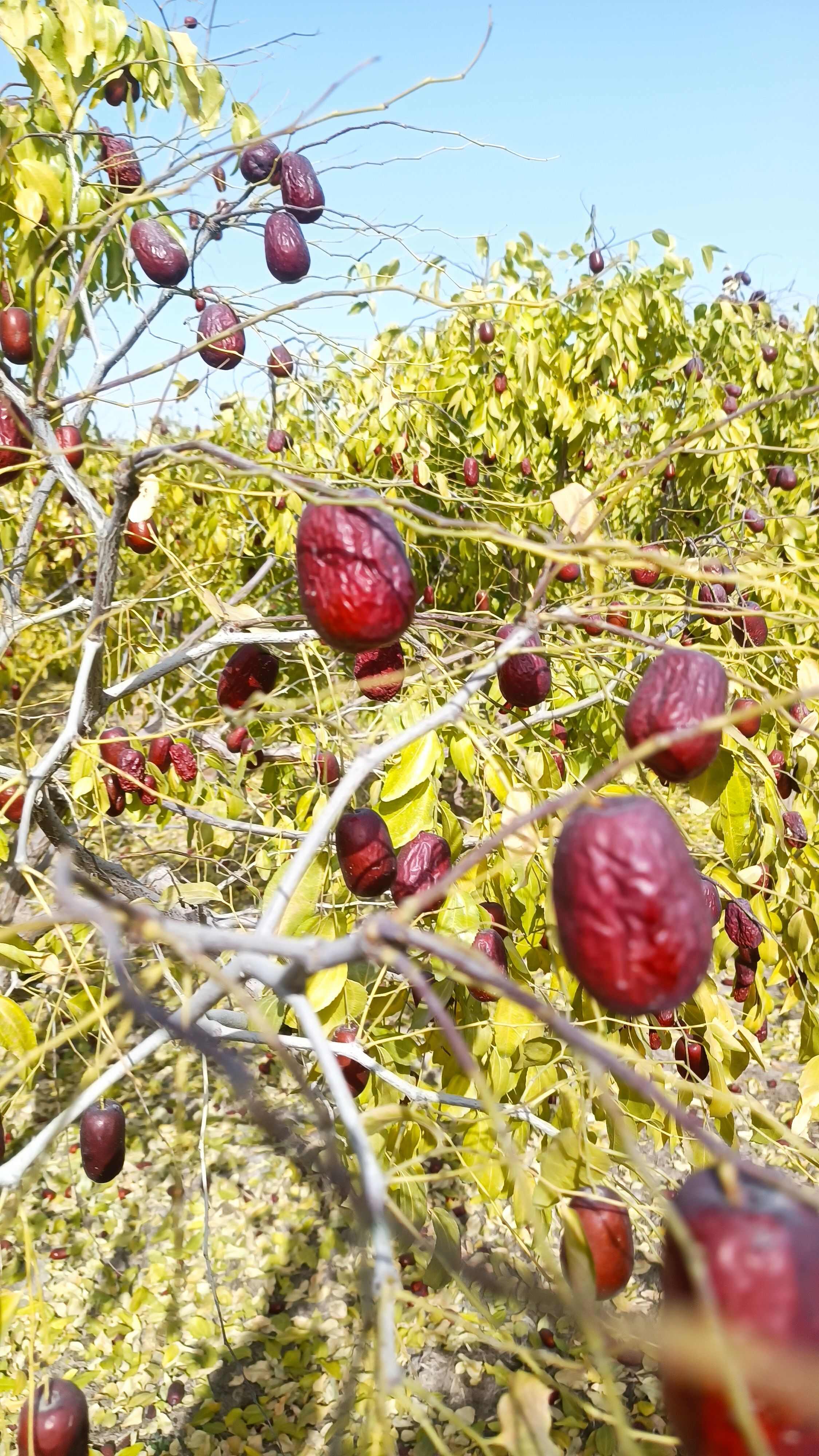 【新疆红枣精品】基地直供 一手货源