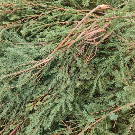 横州市新鲜澳洲茶树做纯露精油的原料枝条，广西发货，大量批发