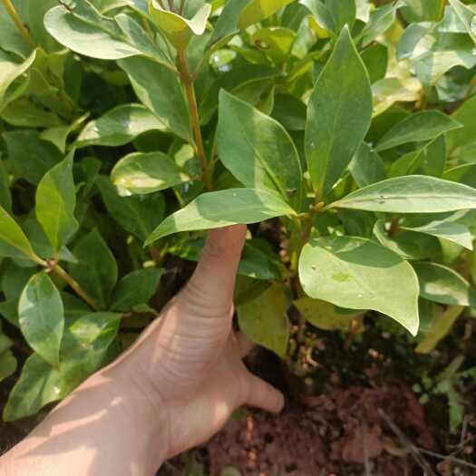 灵山县八角苗，无防杯，八角树苗，直生苗，嫁接苗，大红八角，东荣，