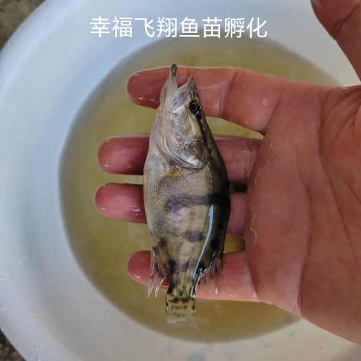 桂鱼苗，鳜鱼苗，鳜花鱼苗，翘嘴鳜鱼苗