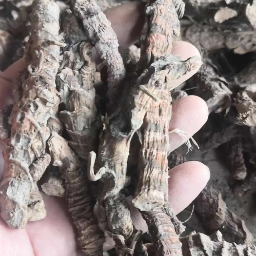 玉林优质石菖蒲干货，需要联系