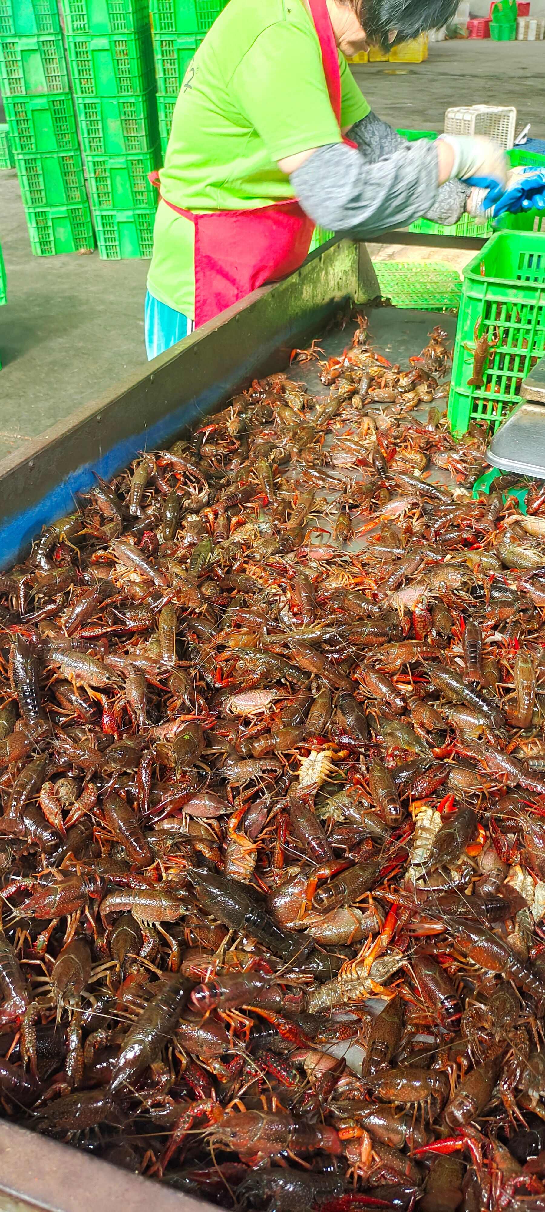 湖北监利小龙虾产地直发常州、深圳配送到店为餐饮提供品质服务