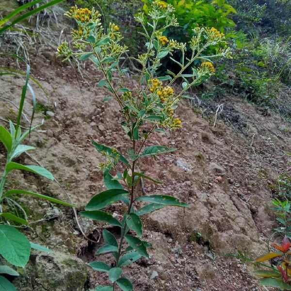 羊儿菊 白面风山白芷货长自贵州高原全干货整株全棵全草