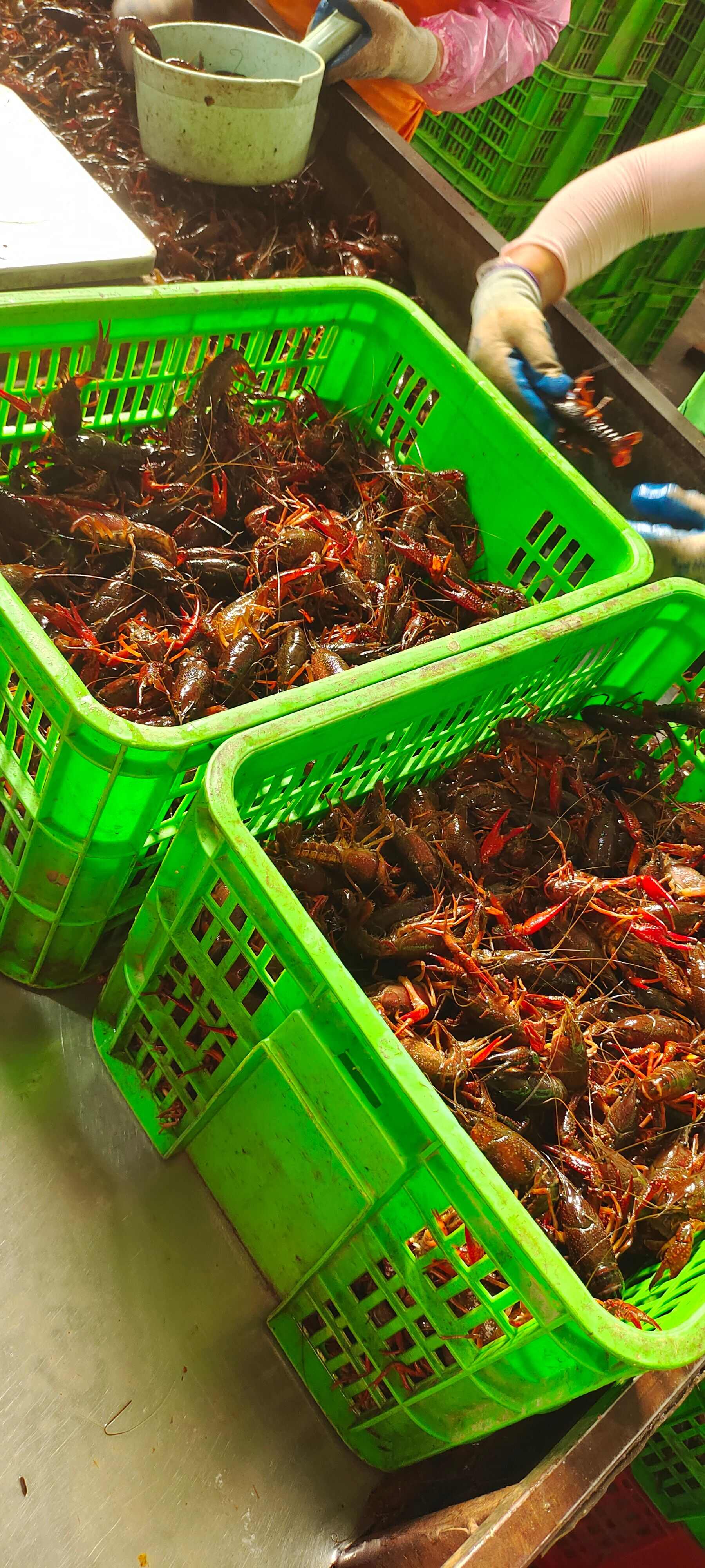 湖北监利小龙虾产地直发常州、深圳配送到店为餐饮提供品质服务