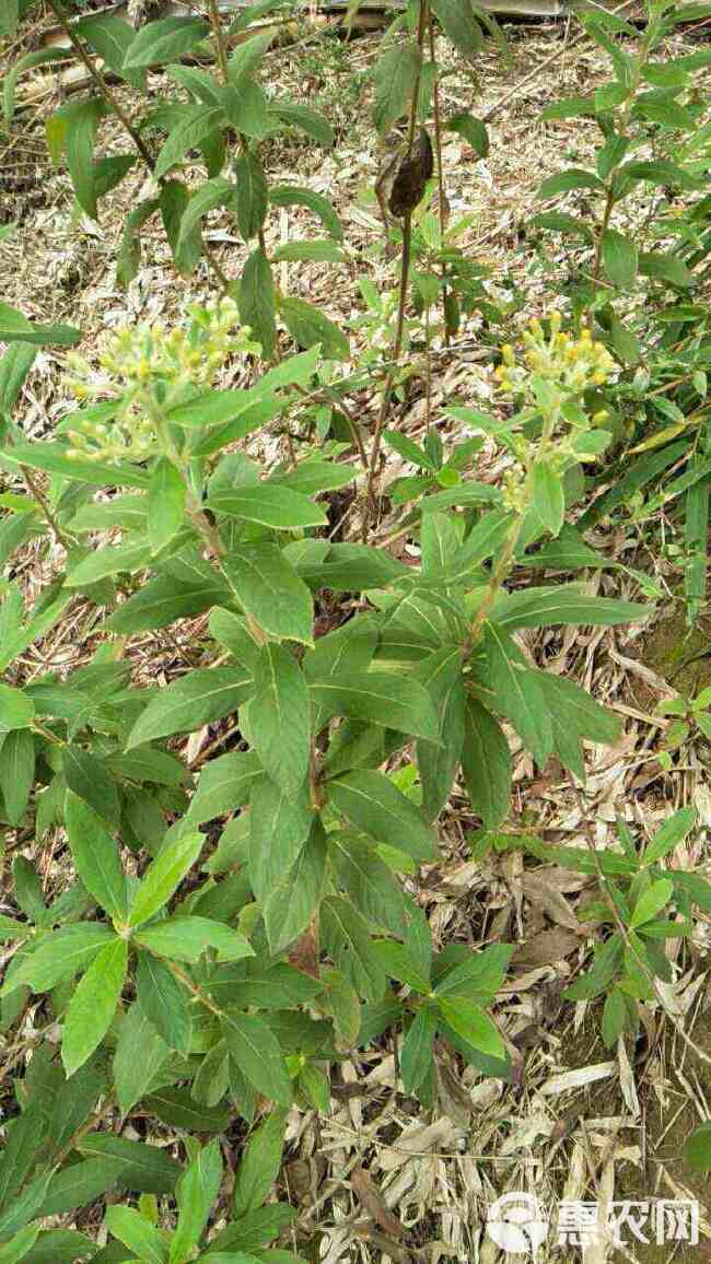 羊儿菊 白面风山白芷货长自贵州高原全干货整株全棵全草