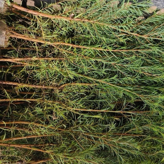 横州市澳洲茶树苗子阳台盆栽苗，做精油原料的苗子芳香植物1株