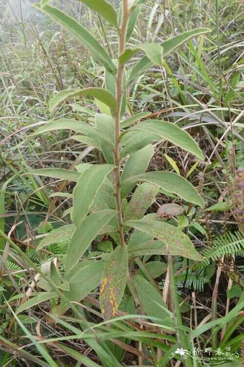羊儿菊 白面风山白芷货长自贵州高原全干货整株全棵全草