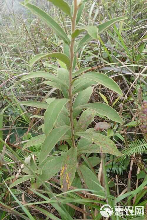 羊儿菊 白面风山白芷货长自贵州高原全干货整株全棵全草