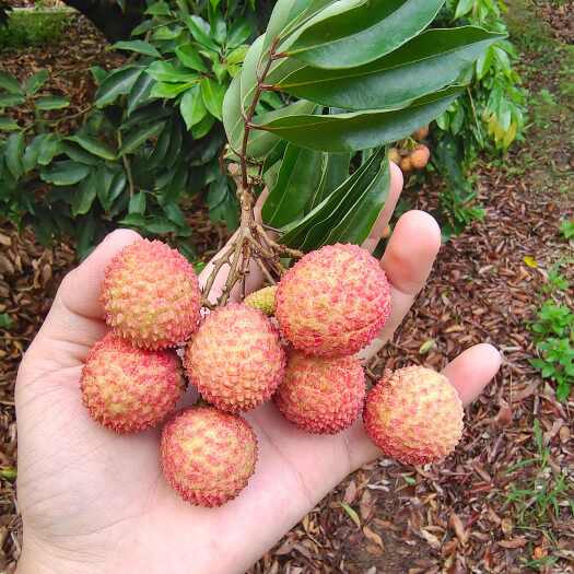  荔枝