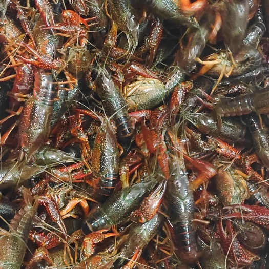 湖北监利小龙虾产地直发常州、深圳配送到店为餐饮提供品质服务
