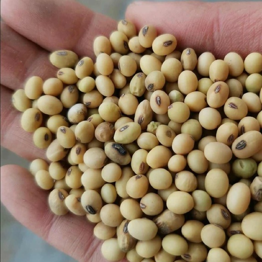 当涂县农村黄豆可磨豆腐各种吃法
