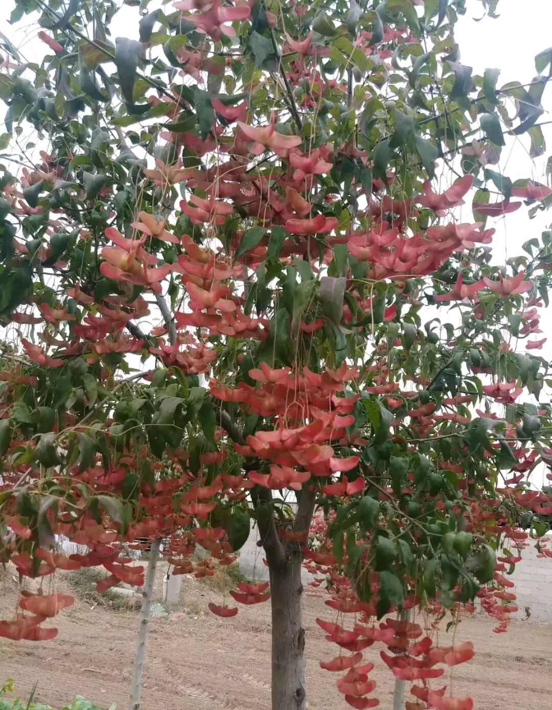 金丝吊蝴蝶