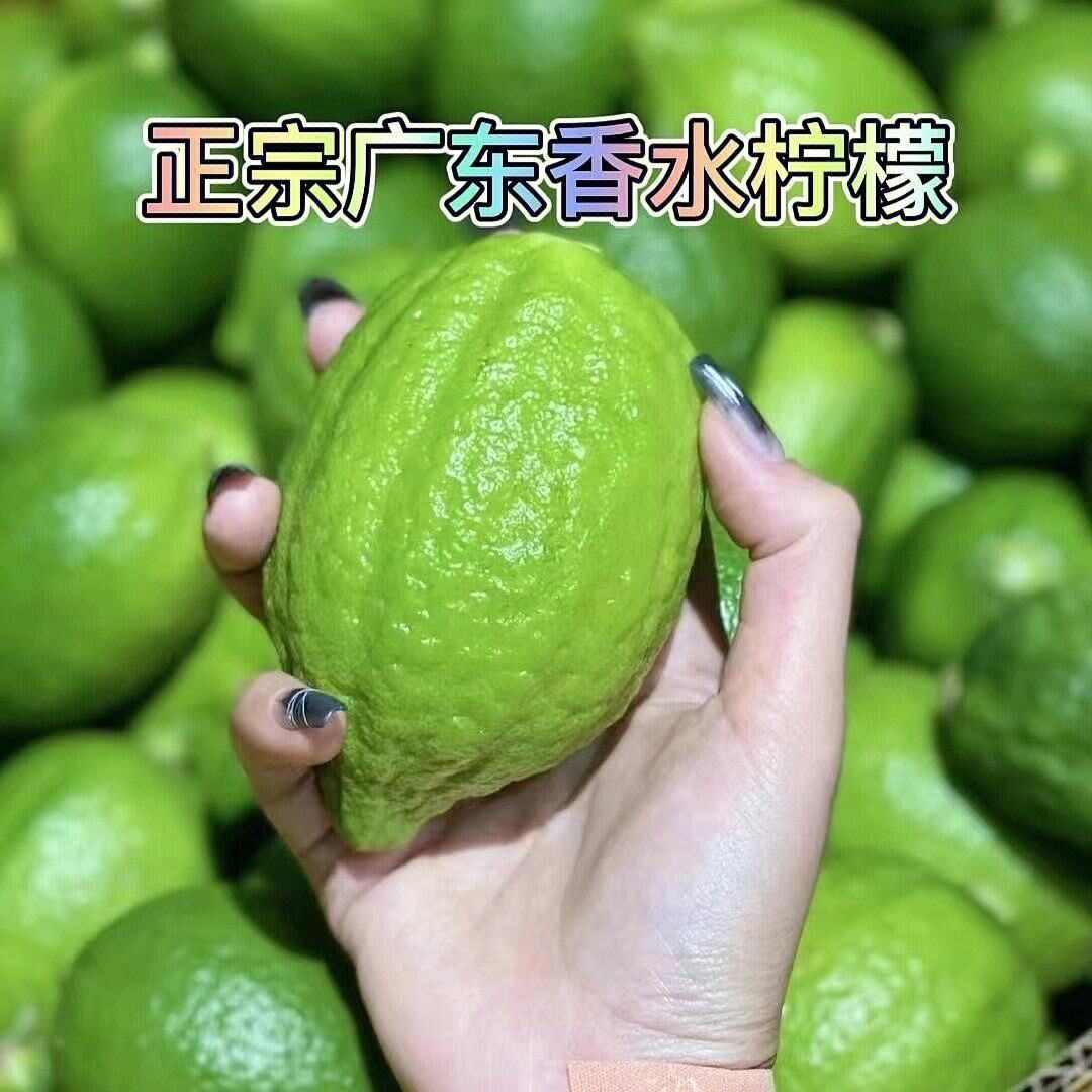 【无籽】广东香水柠檬批发新鲜现摘饮品奶茶店专用爆香浓郁青柠檬