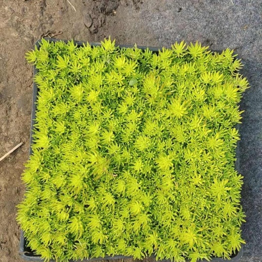 青州市金叶佛甲草方盘苗
