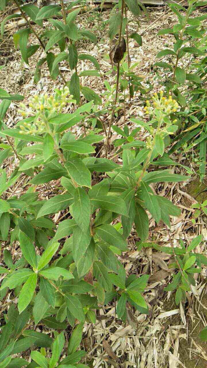 羊儿菊 白面风山白芷货长自贵州高原全干货整株全棵全草