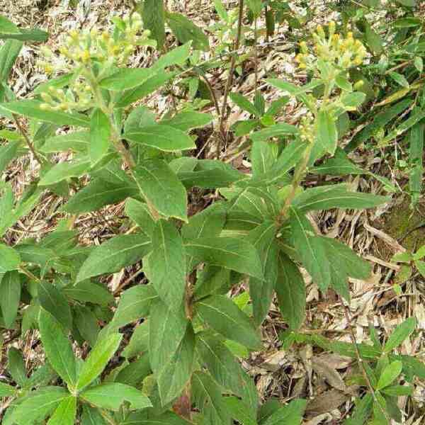 羊儿菊 白面风山白芷货长自贵州高原全干货整株全棵全草