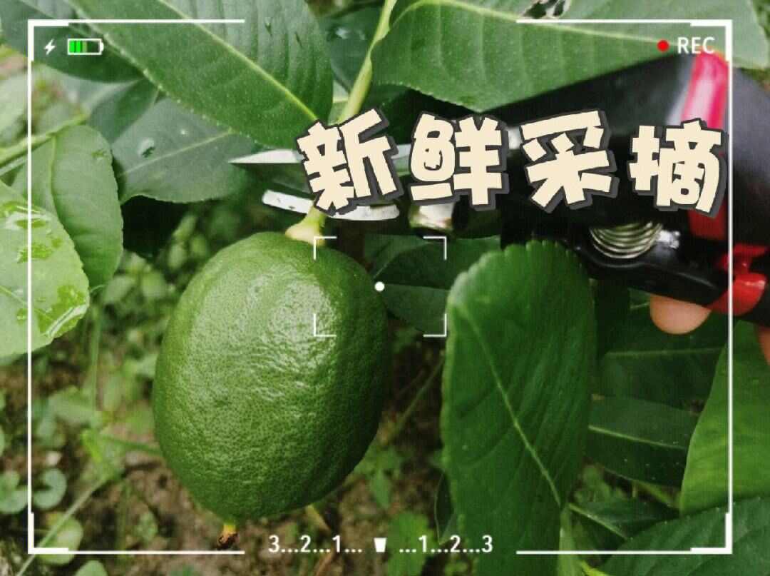 【无籽】广东香水柠檬批发新鲜现摘饮品奶茶店专用爆香浓郁青柠檬