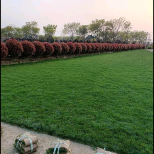 枣阳市高羊茅