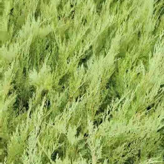  沙地柏