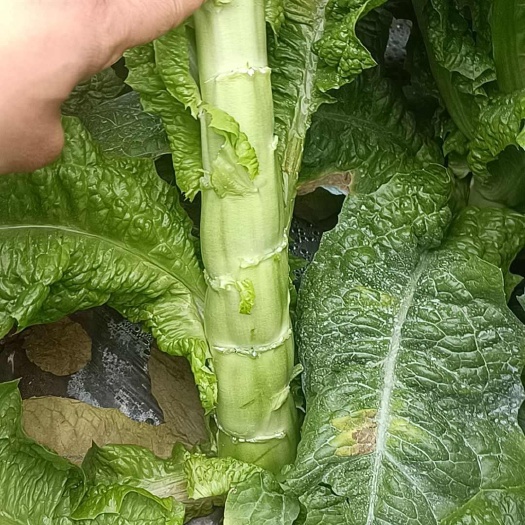 简阳市竹筒青莴笋，节稀，杆子光滑，不空心不起苔，没气眼