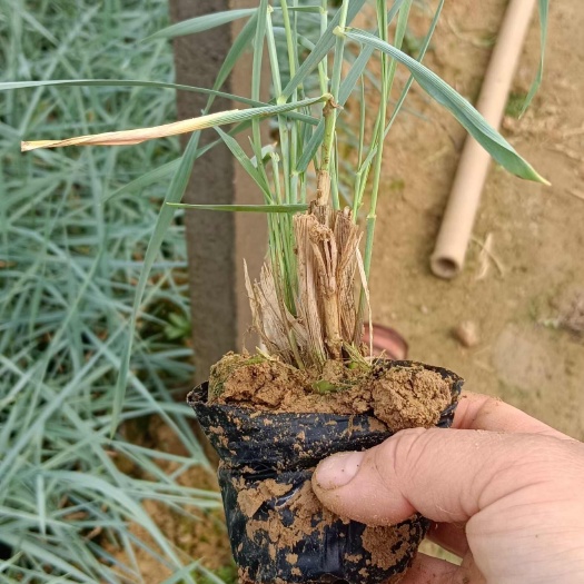 青州市蓝冰麦杯苗，蓝冰麦工程苗种植