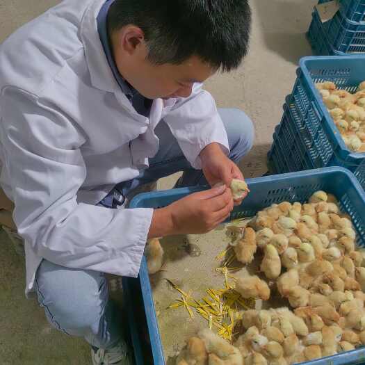 宁海县浙江土鸡苗供应