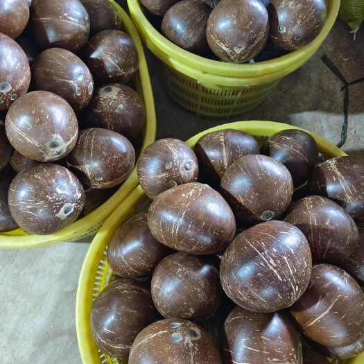 椰子  椰皇，厂家批发价，一年四季供货。
